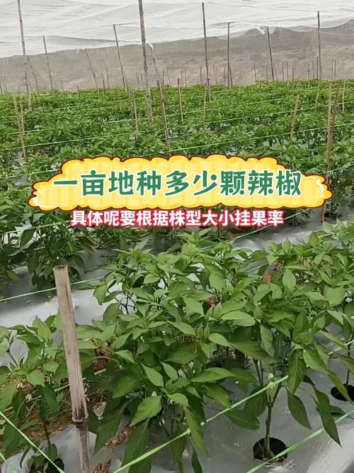 habanero辣椒种植技巧 新手也能轻松种出超辣辣椒