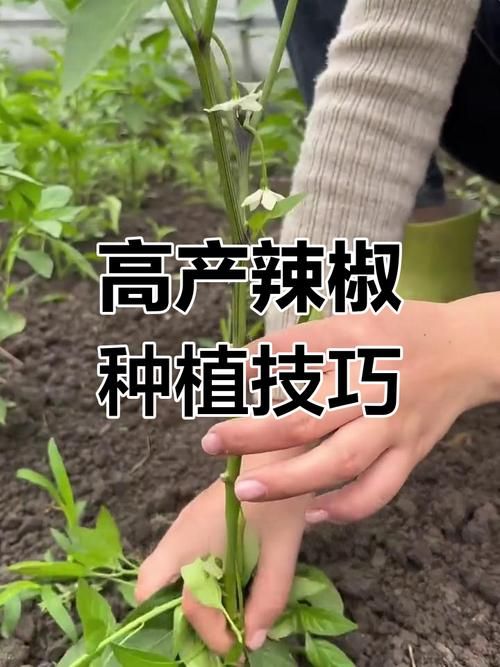 habanero辣椒种植技巧 新手也能轻松种出超辣辣椒
