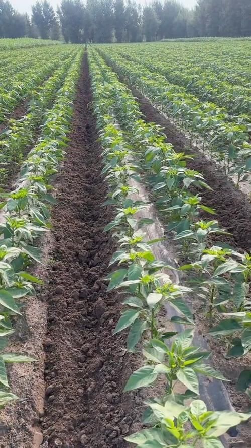 habanero辣椒种植技巧 新手也能轻松种出超辣辣椒