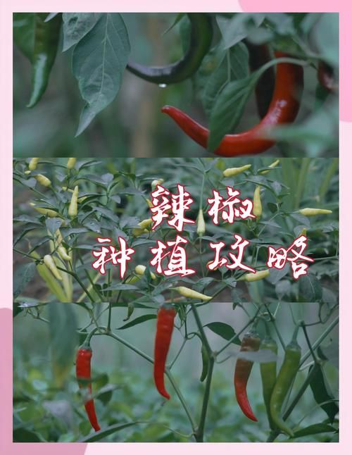 habanero辣椒种植技巧 新手也能轻松种出超辣辣椒
