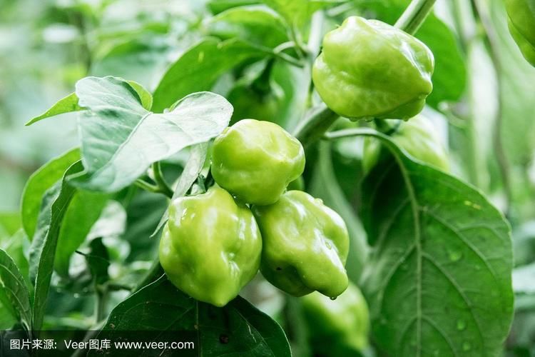 habanero辣椒种植技巧 新手也能轻松种出超辣辣椒