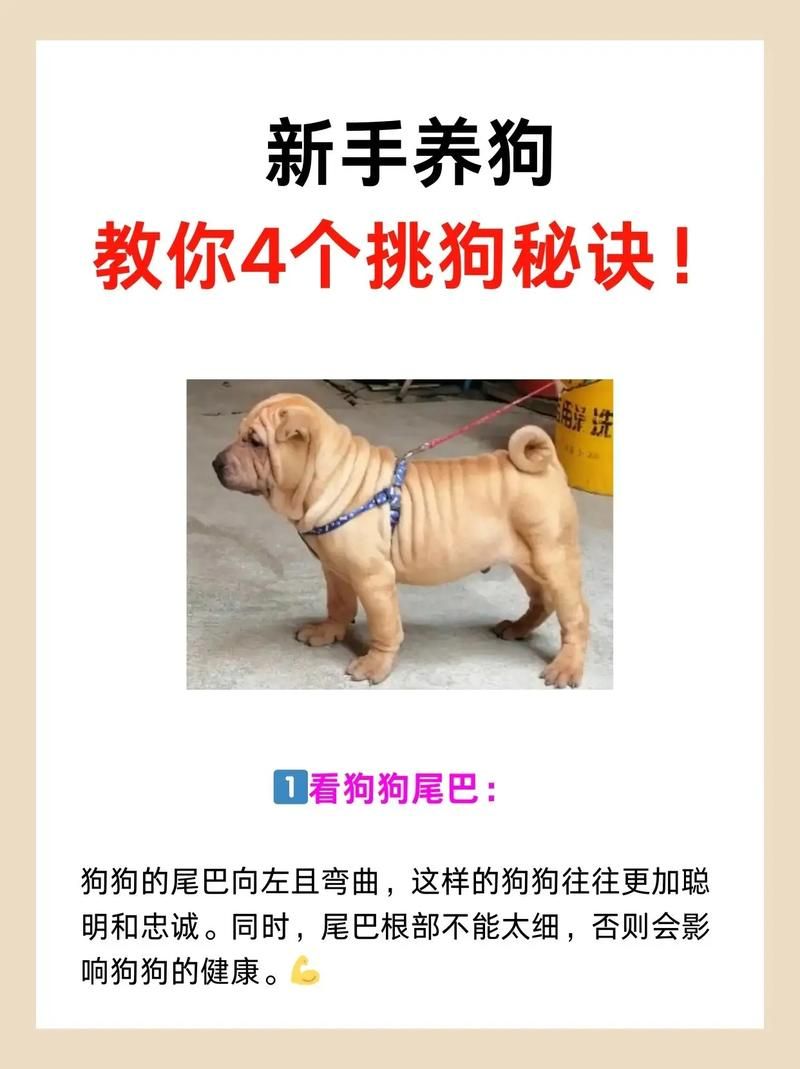 pitbull4适合家养吗 新手养狗必看的注意事项