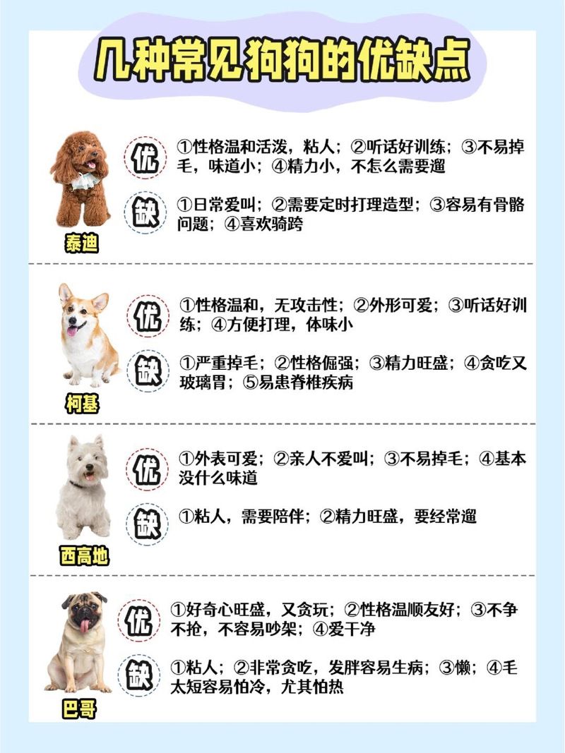 pitbull4适合家养吗 新手养狗必看的注意事项