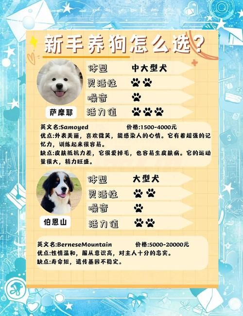 pitbull4适合家养吗 新手养狗必看的注意事项