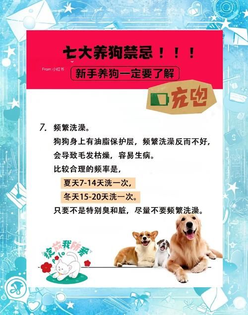 pitbull4适合家养吗 新手养狗必看的注意事项