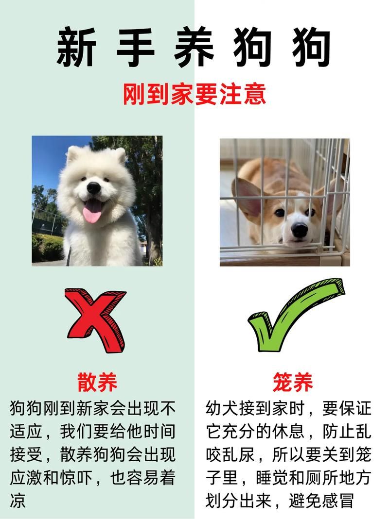 pitbull4适合家养吗 新手养狗必看的注意事项