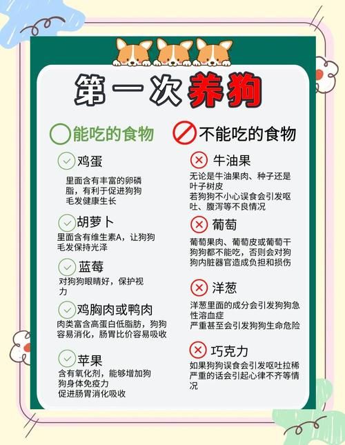 pitbull4适合家养吗 新手养狗必看的注意事项