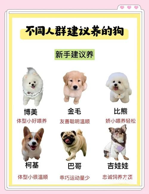 pitbull4适合家养吗 新手养狗必看的注意事项