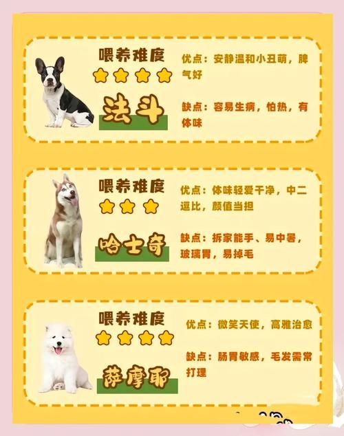 pitbull4适合家养吗 新手养狗必看的注意事项