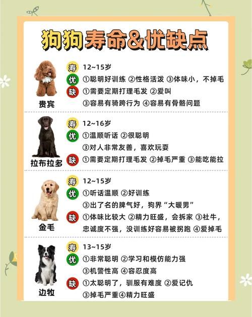 pitbull4适合家养吗 新手养狗必看的注意事项