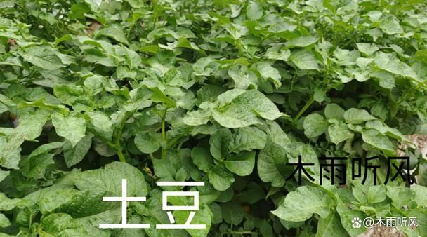 qq农场有机种子种植技巧 轻松提高产量秘诀