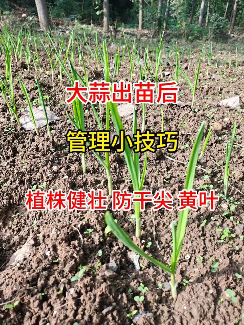 qq农场有机种子种植技巧 轻松提高产量秘诀