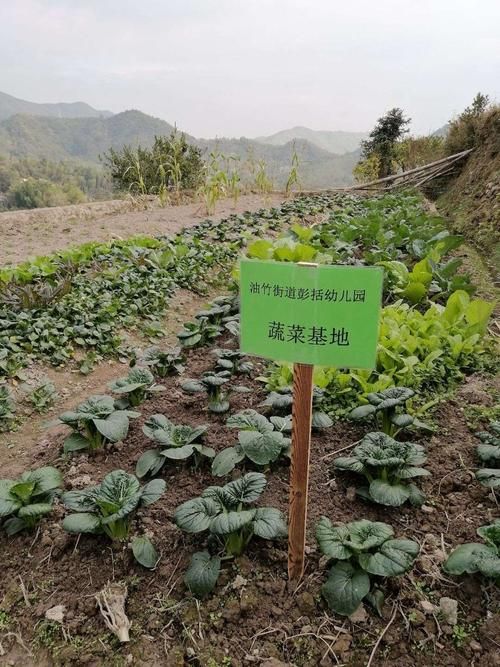 qq农场有机种子种植技巧 轻松提高产量秘诀
