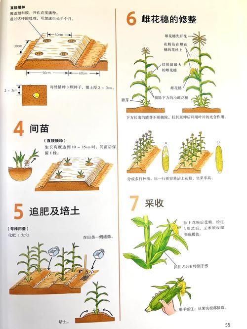 qq农场种子大全 最全作物种植攻略一网打尽
