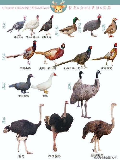 qq牧场科研动物有哪些 最全种类介绍