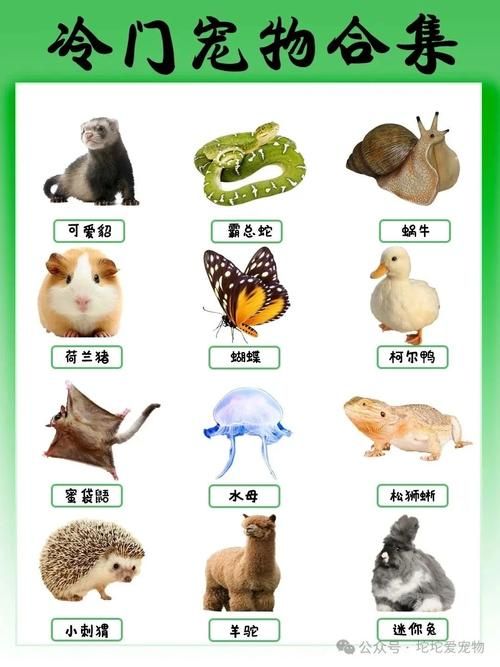 qq牧场科研动物有哪些 最全种类介绍