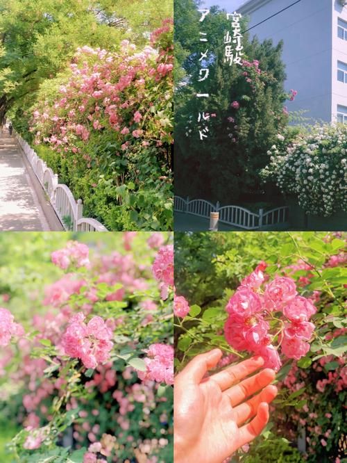 qq玫瑰小镇伴侣下载安装 一键管理你的浪漫花园