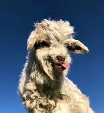 qq飞车羊驼妮妮属性解析 这只宠物强不强