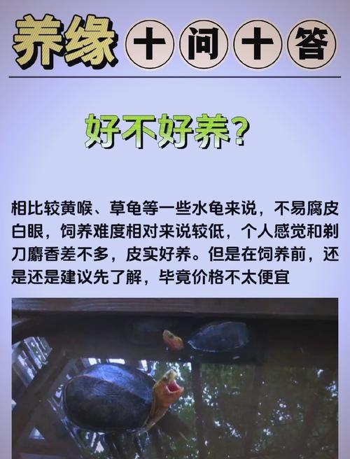 tap完全饲养常见问题解答 养不好看这里