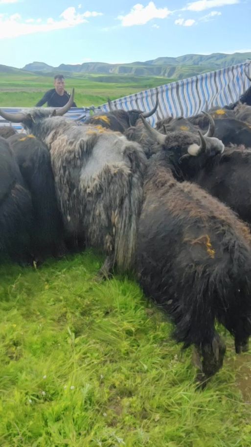 wow牦牛在哪买 快速找到牦牛坐骑商人位置