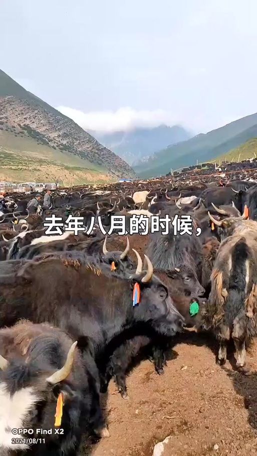 wow牦牛在哪买 快速找到牦牛坐骑商人位置