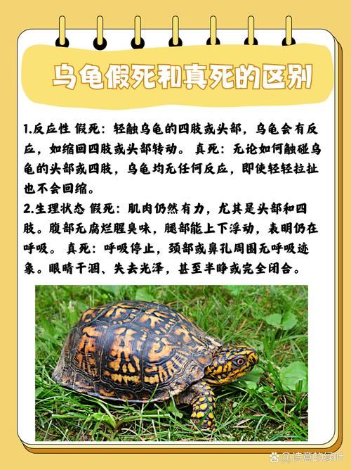 一只乌龟坠入河中事件追踪 乌龟最终结局令人欣慰