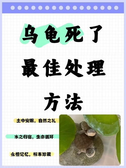 一只乌龟坠入河中事件追踪 乌龟最终结局令人欣慰