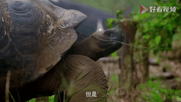 一只乌龟坠入河中事件追踪 乌龟最终结局令人欣慰