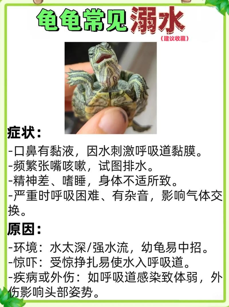 一只乌龟坠入河中事件追踪 乌龟最终结局令人欣慰