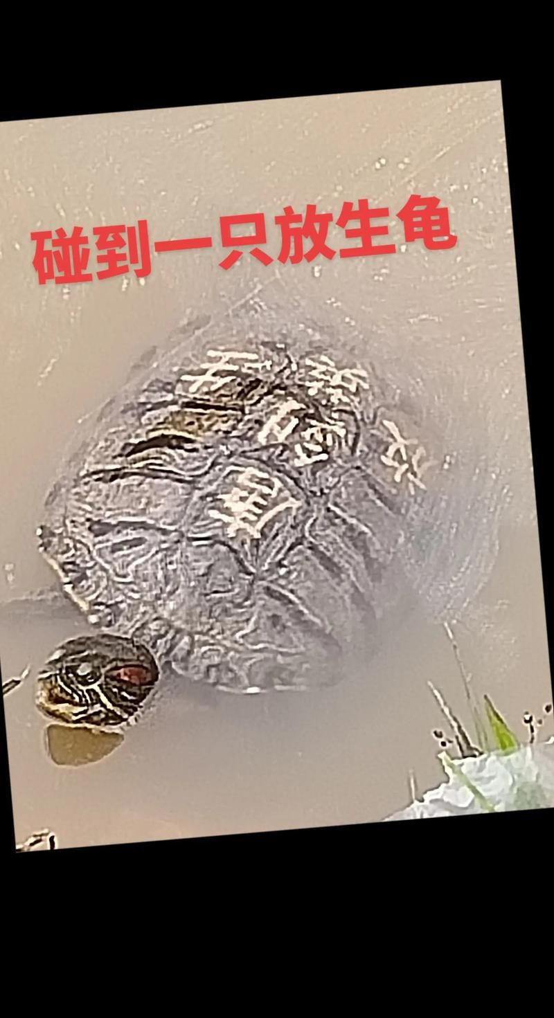 一只乌龟坠入河中事件追踪 乌龟最终结局令人欣慰