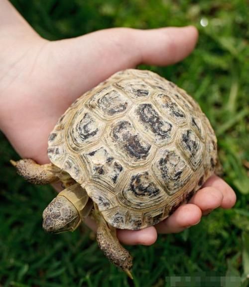 一只乌龟坠入河中事件追踪 乌龟最终结局令人欣慰