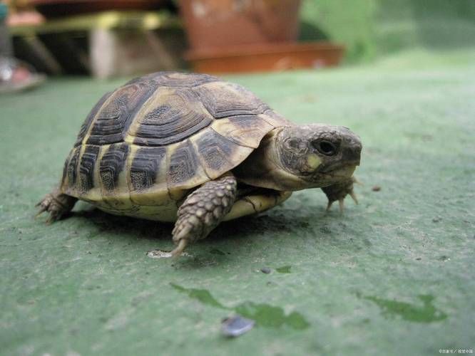 一只乌龟坠入河中事件追踪 乌龟最终结局令人欣慰