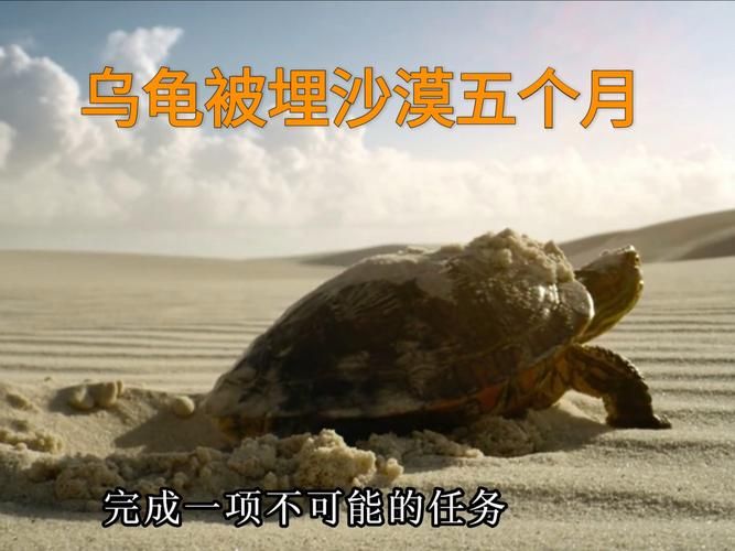 一只乌龟坠入河中事件追踪 乌龟最终结局令人欣慰