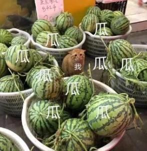 一瓜未平一瓜又起 最近的网络热点你追上了吗