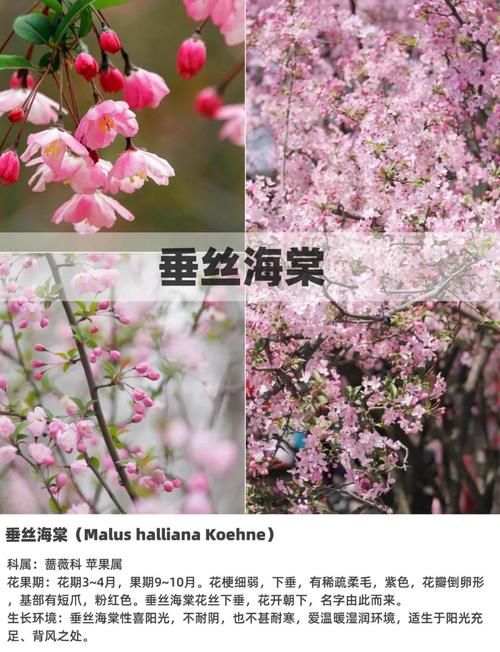 下列哪种植物适合夏天种植 这5种耐高温植物推荐