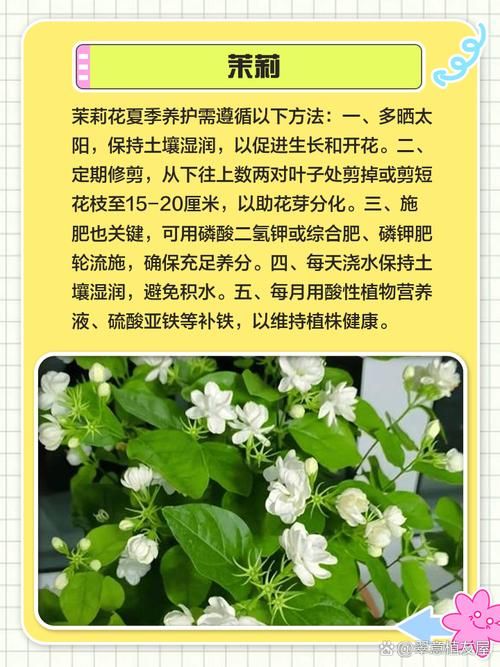 下列哪种植物适合夏天种植 这5种耐高温植物推荐