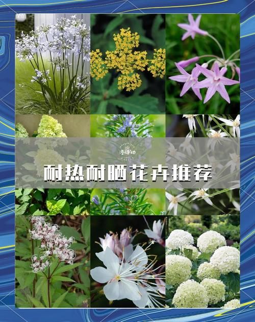 下列哪种植物适合夏天种植 这5种耐高温植物推荐