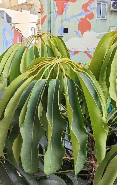 下列哪种植物适合夏天种植 这5种耐高温植物推荐