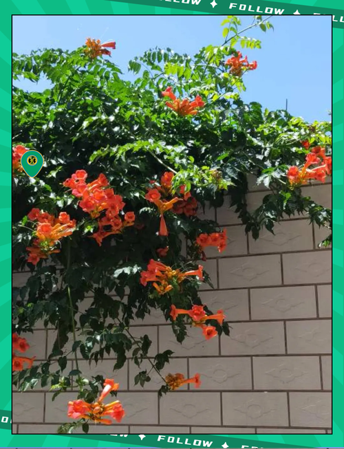 下列哪种植物适合夏天种植 这5种耐高温植物推荐