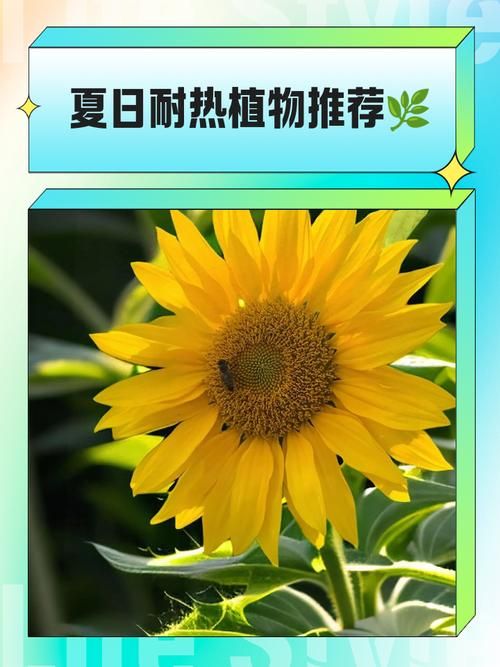 下列哪种植物适合夏天种植 这5种耐高温植物推荐