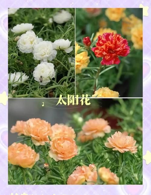 下列哪种植物适合夏天种植 这5种耐高温植物推荐