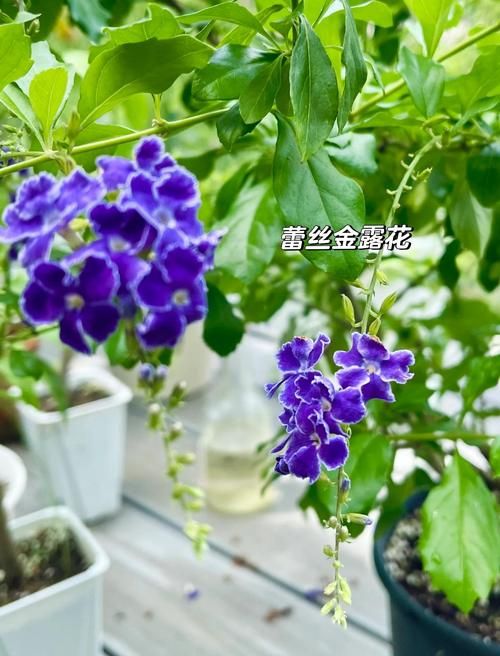 下列哪种植物适合夏天种植 这5种耐高温植物推荐