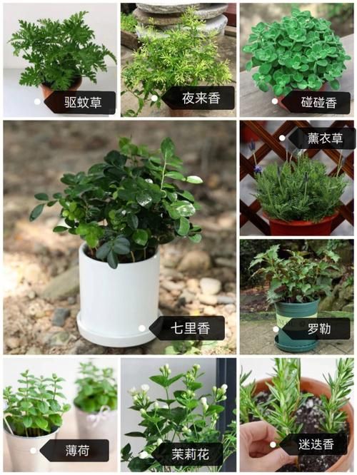 下列哪种植物适合夏天种植 这5种耐高温植物推荐