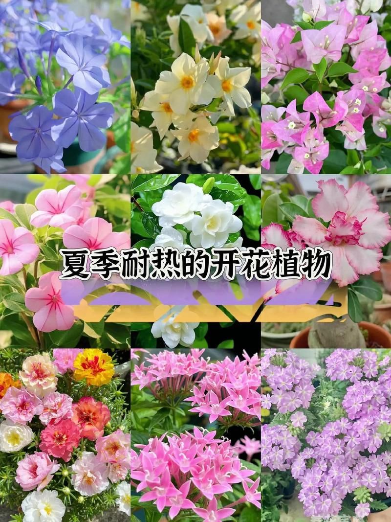 下列哪种植物适合夏天种植 这5种耐高温植物推荐