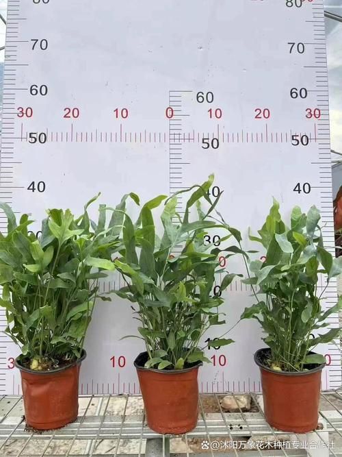 下列哪种植物适合夏天种植 这5种耐高温植物推荐