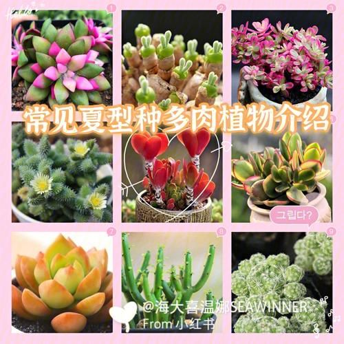 下列哪种植物适合夏天种植 这5种耐高温植物推荐