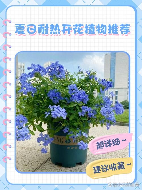 下列哪种植物适合夏天种植 这5种耐高温植物推荐