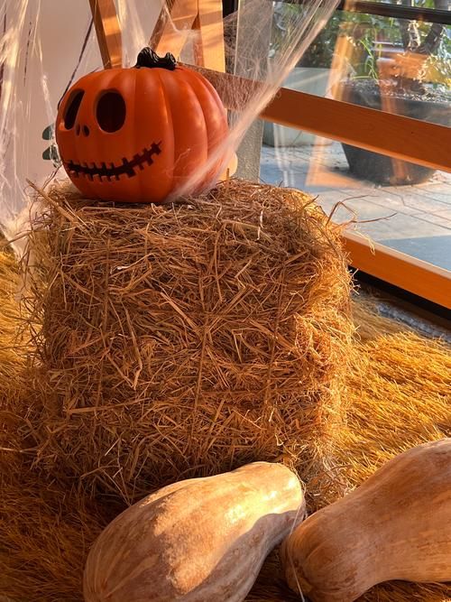 不给糖就捣蛋英文翻译 简单易学的万圣节用语