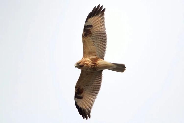 两雄相争打一生肖猜谜答案揭晓原来这么简单