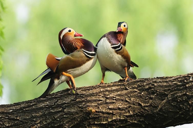 两雄相争打一生肖猜谜答案揭晓原来这么简单